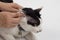 Cleaning the cats ears with ear wipes, help relieve itching and reduce odors