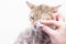 Cleaning the cats eyes with a cotton swab. Cats Eye Is Healthy. Prevention