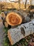 Cleaning City Park from old trees. Trunk of poplar tree, sawn into pieces. Preparation of wood for chopping firewood.