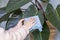 Cleaning dusty green indoor houseplant leaves. Woman hands wiping the dust off a large leaf of a plant with a blue rag