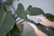 Cleaning dusty green indoor houseplant leaves. Woman hands wiping the dust off a large leaf of a plant with a blue rag