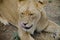 Cleaning lioness camouflaged resting eyes