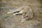 Cleaning lioness camouflaged resting eyes
