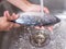 Cleaning Mackerel Tuna Fish