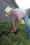 Cleaning Off the Newborn Calf