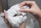 Cleaning Persian Chinchilla Cat`s eyes with cotton pad. Cat`s Eyes Healthy. Prevention of eyes`s problem