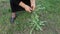 Cleaning and slicing green dandelion plants