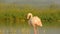 Cleaning time for greater flamingo