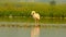 Cleaning time for greater pink flamingo.