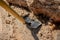 Cleaning up a pile of sawdust with a shovel. Excavation of sawdust, Wood sawdust is used in agriculture as fertilizer and mulch