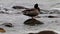 Cleaning wild duck in Baltic Sea, GÃ¶hren, Germany