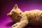 The cleanliness kitten cleans its hair and washes on a purple background