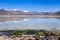 Clear altiplano laguna in sud Lipez reserva, Bolivia