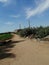 Clear blue sky against agricultural land at Egyptian countryside