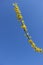 Clear blue sky and blossoming branch of forsythia