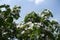 Clear blue sky and blossoming quince in May