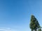 Clear blue sky with a Kauri tree.