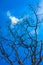 Clear Blue Sky Is Looking Beautiful Behind Dry Tree 3.