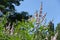 Clear blue sky and pink flowers of Vitex agnus-castus in July