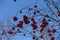 Clear blue sky and red berries on leafless branches of rowan