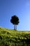 Clear blue sky and twin tree on a hill with green grass