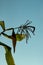 Clear blue sky with white cloud above and a dead corn tree