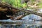 Clear Creek Pool in Cimarron Canyon