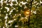Clear crisp maple leaves backlit against sun