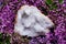 Clear Crystal Quartz Geode with crystalline druzy center surrounded by purple lilac flower.