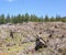 Clear cut logging slope