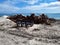 Clear cut of trees located on a beach, large stack of timbers placed in front of a bench to block a beautiful sea view.