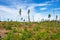 Clear cutting area in the woodland