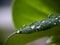 Clear dews on the green leaf