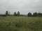 A clear field of agricultural land is densely overgrown with grass. There are clouds in the sky. The forest darkens on the horizon