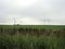 A clear field of agricultural land is densely overgrown with grass. There are clouds in the sky. The forest darkens on the horizon