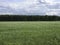 A clear field of agricultural land is densely overgrown with grass. There are clouds in the sky. The forest darkens on the horizon