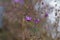 A clear flower of a purple Gypsophila muralis ( field gypsophila )
