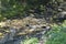 A clear forest river flowing through a stone riverbed