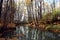 Clear lake in a woods with reflections of tall thin trees during early fall