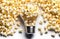 A clear light bulb filled with popcorn stands out against a white background with more popcorn scattered around