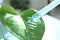 Clear liquid dropping from pipette on leaf against blurred background, closeup.