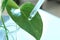 Clear liquid dropping from pipette on leaf against blurred background, closeup.