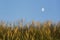 A clear moon in a blue sky with some wild grass in the foreground