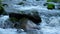 Clear mountain water flows over rocks covered with moss. The fast current of the stream.