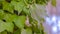 Clear Panorama Close up view of lush vine thriving around the brown trunk of a tree