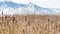 Clear Panorama Tall brown grasses on a vast terrain viewed on a sunny winter day