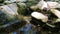 Clear parched Mountain Stream flows rapidly passing rocks covered with green moss and colorful falling leaves in autumn season