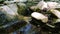 Clear parched Mountain Stream flows rapidly passing rocks covered with green moss and colorful falling leaves in autumn season