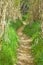 clear path in the forest through dry hurdles. the way is covered with dry leaves and at both sides there is green grass. The sun