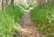 clear path in the forest through dry hurdles. the way is covered with dry leaves and at both sides there is green grass. The sun